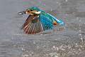 Kingfisher emerging with stickleback - Charles Whitfield-King